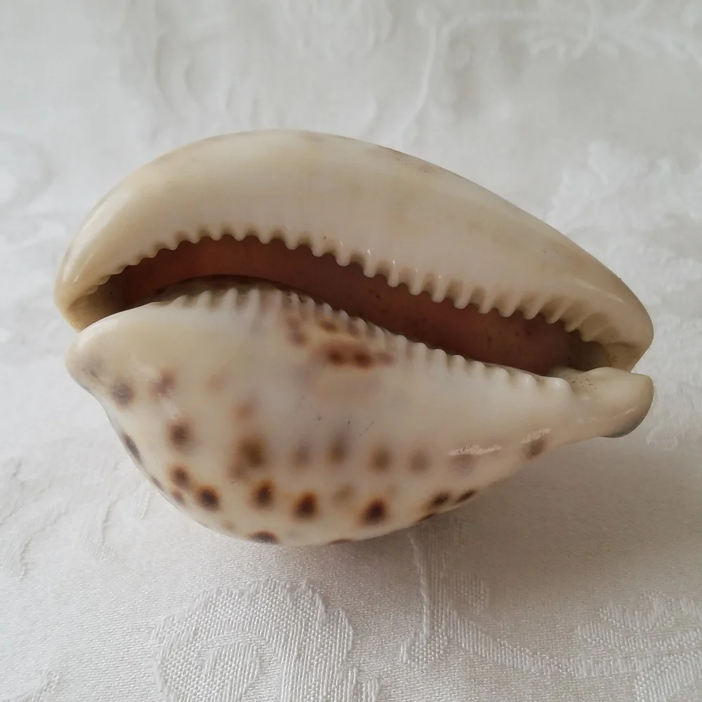 Beautiful Natural Sea Shell - Picture 6 of 7